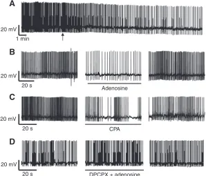 Fig. 1. AP frequency remains stable under control conditions. (A) Rawcontinuous trace of a recording from a cluster F neuron with a relatively lowAP frequency maintained under control conditions
