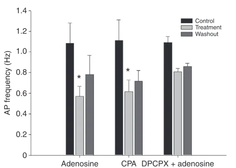 Table 2. Effects of adenosine on AP frequency measured in summer animals