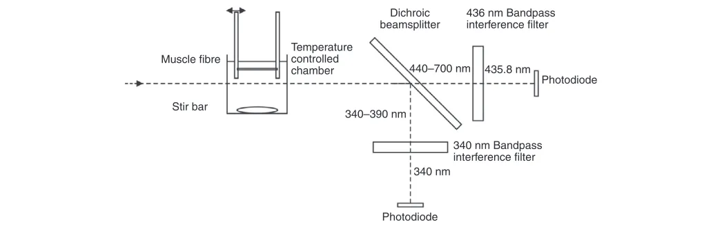 Fig. 2. Diagram of the experimental setup. A glycerinated muscle fibre was attached to a force transducer and a mechanical vibrator, and held in activatingsolution in a temperature-controlled chamber