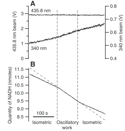 Fig. 3. Measurement of the rate of ATP utilisation in a glycerinated,asynchronous bee flight muscle fibre