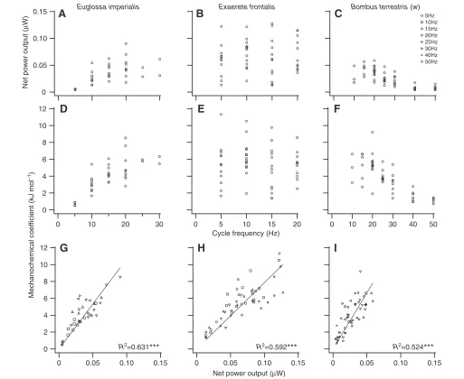 Fig. 4. The effect of cycle frequency on net power output (A–C) and mechanochemical coefficient (D–F) in glycerinated, asynchronous bee flight musclefibres from (A,D) Euglossa imperialis, (B,E) Exaerete frontalis and (C,F) Bombus terrestris (worker)