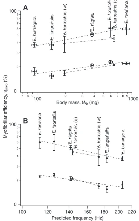 Table 1. Gross and apparent myofibrillar efficiency of glycerinated dorsolongitudinal flight muscle from bumblebees and euglossinebees