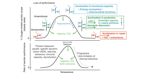 Fig. 1. Conceptual model of oxygen- and capacity-limited thermal tolerance and the resulting thermal window of performance of a species, of one of its life-stages or its population (modified from Pörtner, 2002; Pörtner and Knust, 2007)