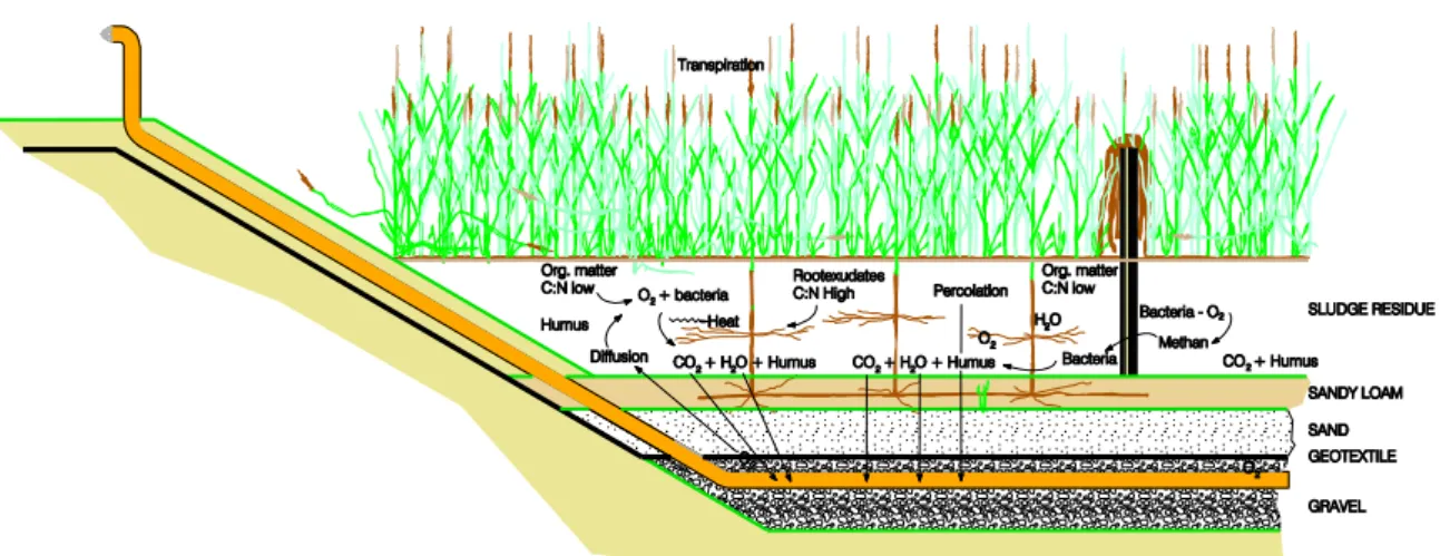 FIGURE 1. REED BED SYSTEM FOR SLUDGE TREATMENT 