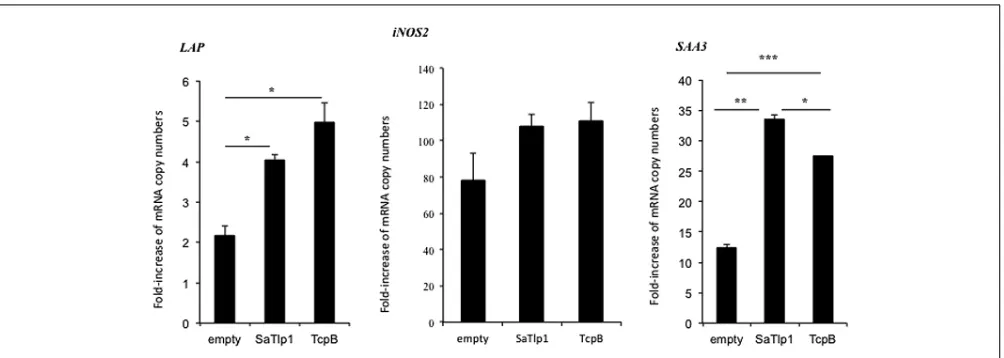 FIGURE 6 | Average fold increase of mRNA levels of the secondaryresponse genes iNOS-2 LAP and SAA3 in pbMEC transfected with theempty plasmid or plasmids coding for TcpB and SaTlp1 andstimulated with 30 µg ml–1 heat-killed E
