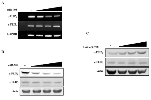 Figure 9: MiR-708 specifically downregulates c-FLIPL expression without affecting c-FLIPs expression
