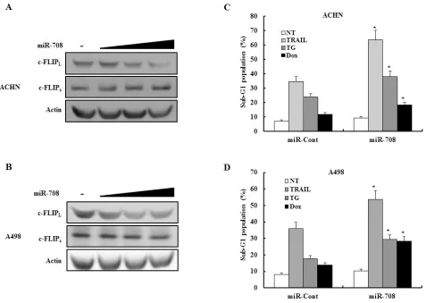 Figure 10: MiR-708 specifically downregulates c-FLIPL expression without affecting c-FLIPs expression in different renal cancer cells lines