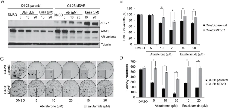 Figure 1: Enzalutamide resistant prostate cancer cells are cross resistant to abiraerone