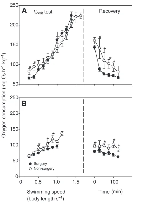 Fig.recovery was performed in normoxic water for all swims. Nsurgery fish, and N1. The effect of anaesthesia and surgery (Transonic® flow probeplacement around ventral aorta) on the oxygen consumption of cod duringnormoxic (A) and hypoxic (B; PwO2 8–9kPa