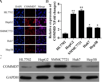 Figure 2: Expression of COMMD7 is also up-regulated in hepatocellular carcinoma cells