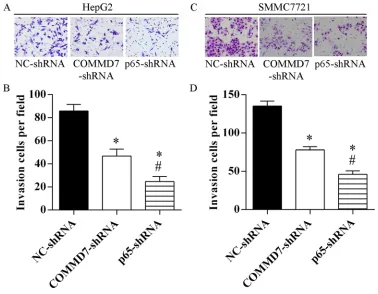 Figure 5: Stable transfection of NF-κB shRNA or COMMD7flow cytometry, and (B and E) proportion of apoptosis cells was measured