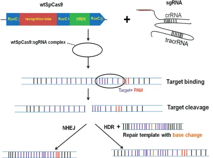 figure 1: the crisPr/cas9 system for genome engineering.the crisPr is composed of two major components 