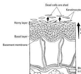 Figure 2-2: The maturation and upward migration of epidermal cells.