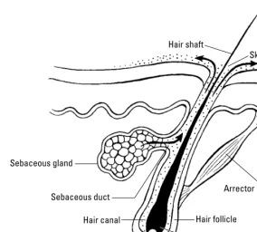 Figure 3-1: A normal follicle.