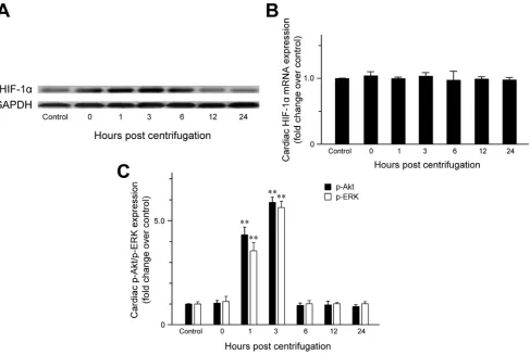 Figure 1: Effect of exposure to hypergravity on cardiac expression of HIF-1α, p-Akt, and p-ERK
