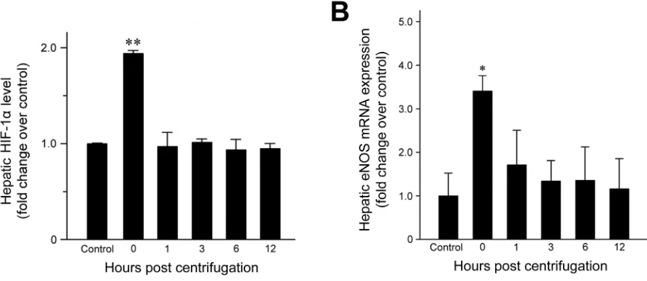 Figure 7. The centrifuged mice showed no significant Representative photomicrographs are shown in alterations in the size, shape or weight of their livers