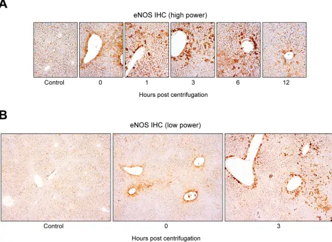 Figure 5: Distinctive hepatocellular eNOS immunostaining pattern induced by exposure to hypergravity