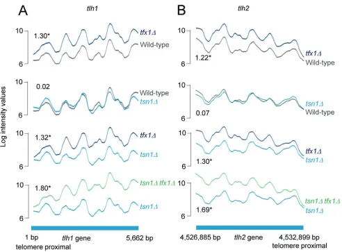 Figure 1: tfx1 (trax), but not tsn1 (translin) regulates sub-telomeric transcript levels in S