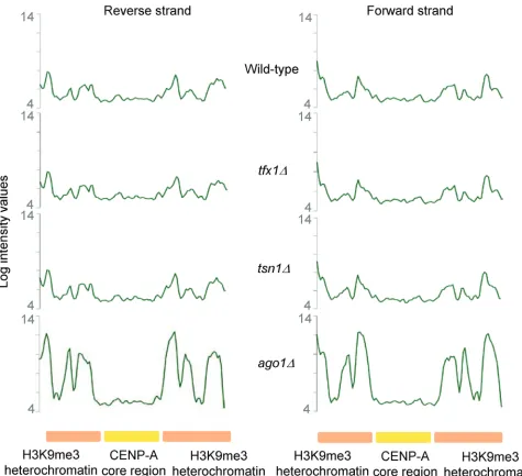 Figure 2: centromeric transcript levels remain unaltered upon loss of tsn1 or tfx1. Centromeric transcript levels remains unaltered in either tfx1∆ or tsn1∆ mutants (middle two profiles) compared to the wild-type (top profile)