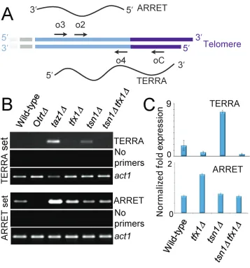 Figure 4: Translin and Trax regulate telomere-associated transcripts in fission yeast cells