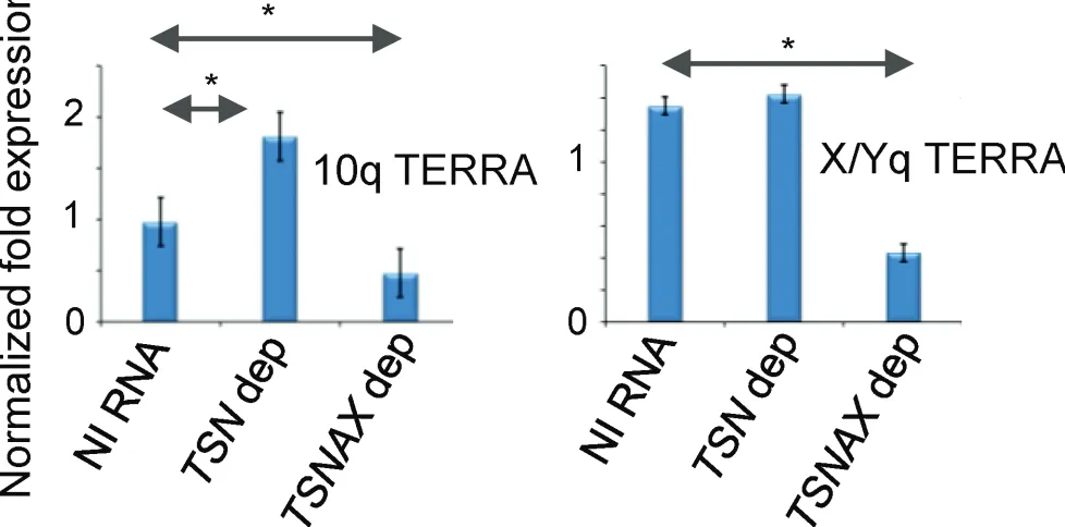 Figure 6: Model for the mechanism of telomere-associated transcript differential control by tfx1 and tsn1 in S