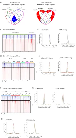 Figure 3: Binding profiles of 126 tamoxifen-synchronized regions (I) and unique pre-treatment regions (II)