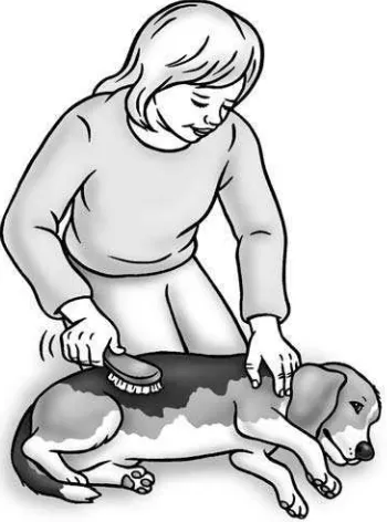Figure 10-1: Placing your Beagle on her side can make brushing easier.