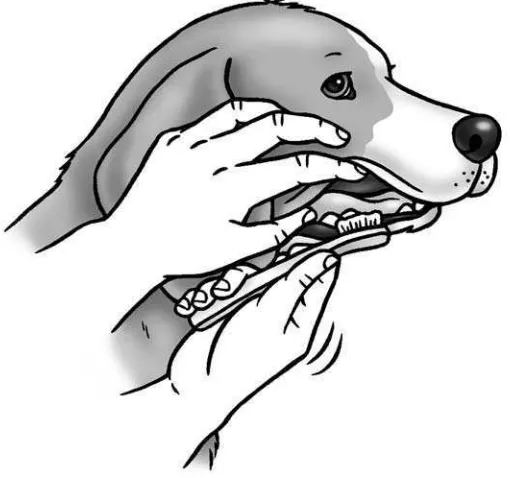 Figure 10-3: Brush your dog’s teeth daily to keep her healthy all over.