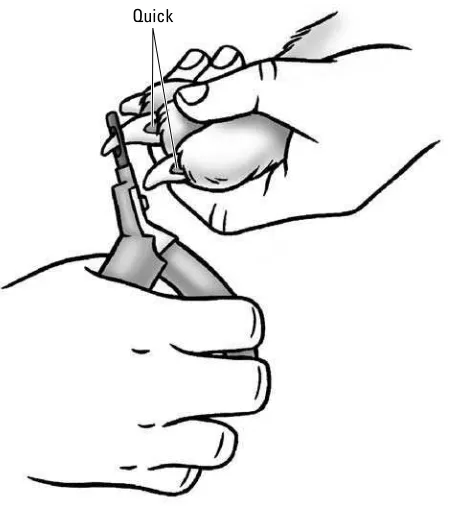 Figure 10-4: Be careful to avoid cutting the quick when you trim the nail.