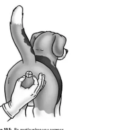 Figure 10-5: Be gentle when you express your Beagle’s anal sacs.