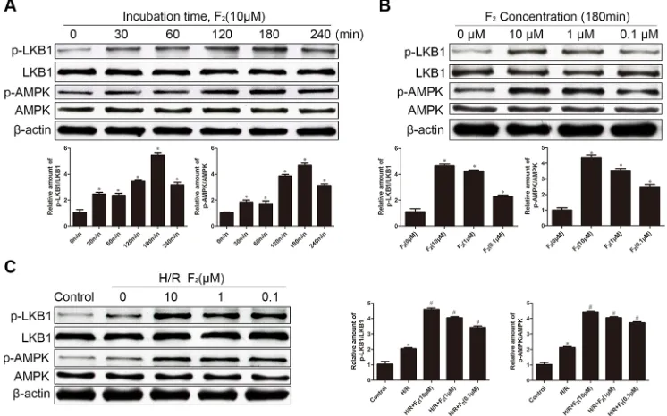 Figure 2: Effects of F((as means ± S.D confirmed in three separate experiments.2 on H/r-induced injury and apoptosis in cMEcs