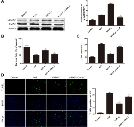 Figure 4: Influence of AMPK inhibitor compound C on F2-mediated phosphorylation of AMPK and H/r injury