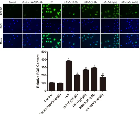 Figure 5: Effects of Ftaken by 400 2 and NAc on rOs levels in cMEcs after H/r, as assessed by DcFH-DA staining