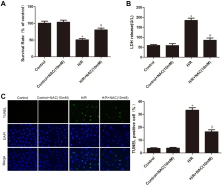 Figure 7: Influence of AMPK inhibitor compound C on F2three separate experiments.-mediated decreases in rOs levels in cMEcs after H/r, as assessed by DcFH-DA staining