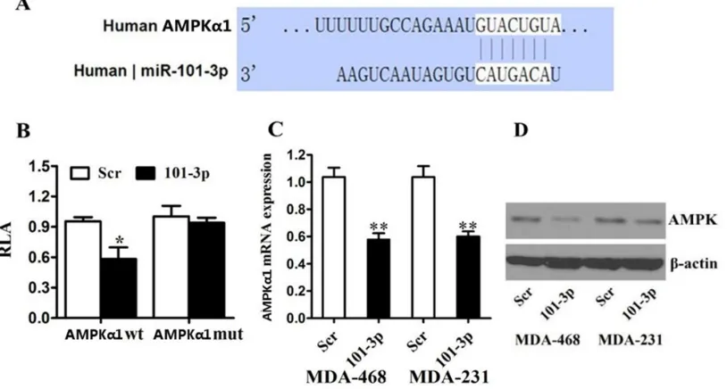 Figure 3: AMPK up-regulation increases glucose metabolism and proliferation in triple negative breast cancer in vitro and in vivo