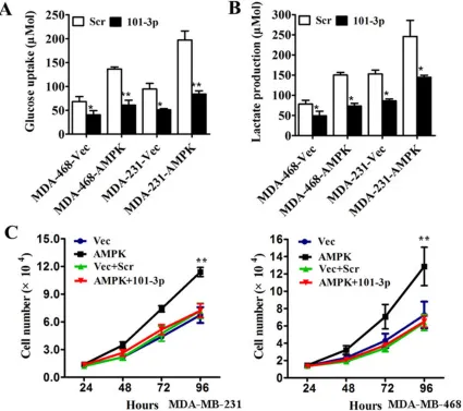 Figure 5: mir-101-3p-AMPK axis is a key regulator of tumor metabolism and inhibits proliferation in triple negative breast cancer in vitro