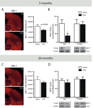 Figure 4:  rhEPO administration limits microglial cell recruitment and reduces McP-1 protein levels in ischemic injury