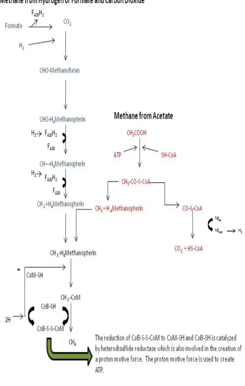 Figure 1.2 .Pathways of M carbon dioxide or acetate.
