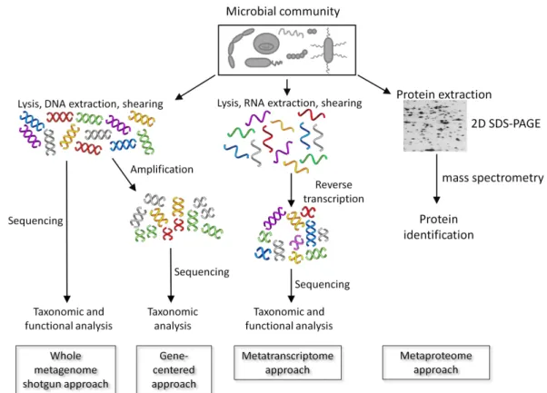 Figure 2.3: Schematic overview of different approaches for the analysis of microbial communities: In whole metagenome shotgun and gene-centered approaches microbial communities are analyzed based on their genomes or genes.