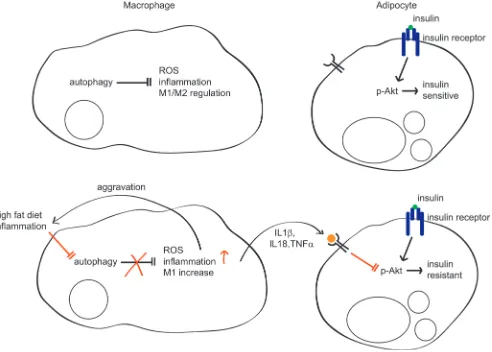 Figure 8: Regulation of insulin sensitivity by autophagy in macrophages. In normal conditions, autophagy regulates inflammation, ROS levels, and M1/M2 populations in macrophages