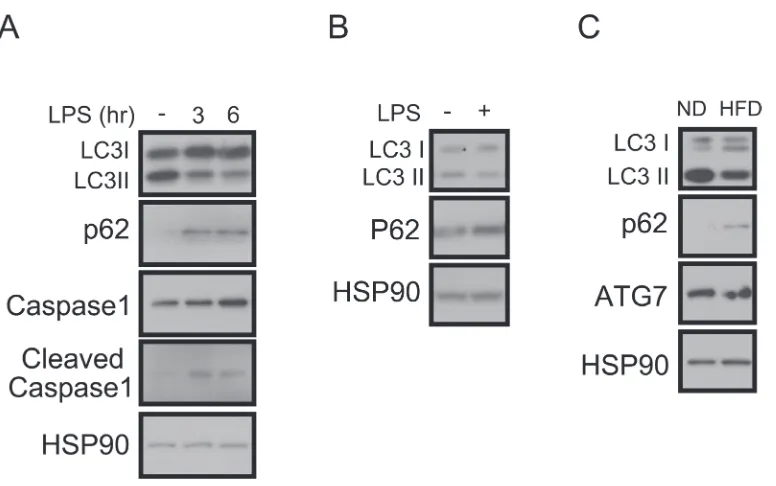 Figure 1: Impaired autophagy and increased IL1β in LPS-treated macrophages. A. Western blots showing that LC3-II is decreased, p62-sequestosome-1 is increased, and the cleaved form of caspase-1 is increased in LPS (1 ng/mL)-treated BMDMs from C57BL6 mice