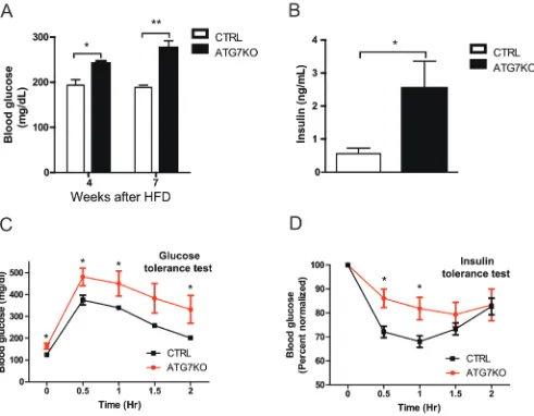 Figure 3: Impaired glucose homeostasis in macrophage-specific Atg7KO mice under diet-induced obesity conditions