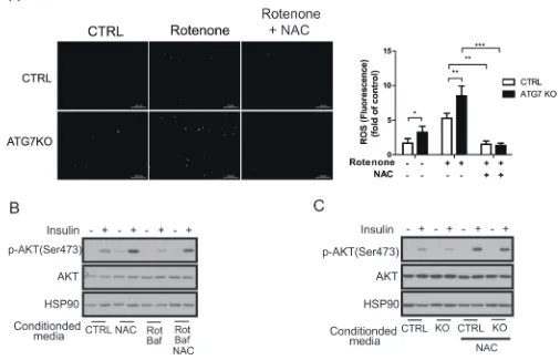 Figure 7: Macrophage ROS are required for the regulation of insulin signaling. A. Peritoneal macrophages from control and Atg7KO mice were treated with rotenone with or without NAC