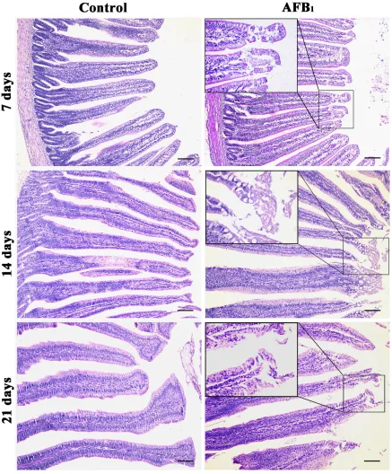 Figure 1: Histological structures of jejunum at 7, 14 and 21 days of age (H.E staining, scale bar: 100 μm).