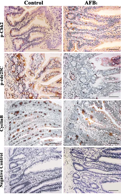 Figure 5: Expression of p-Chk2, p-cdc25C and cyclinB protein in the jejunum at 14 days of age (Immunohistochemistry, scale bar: 50μm).