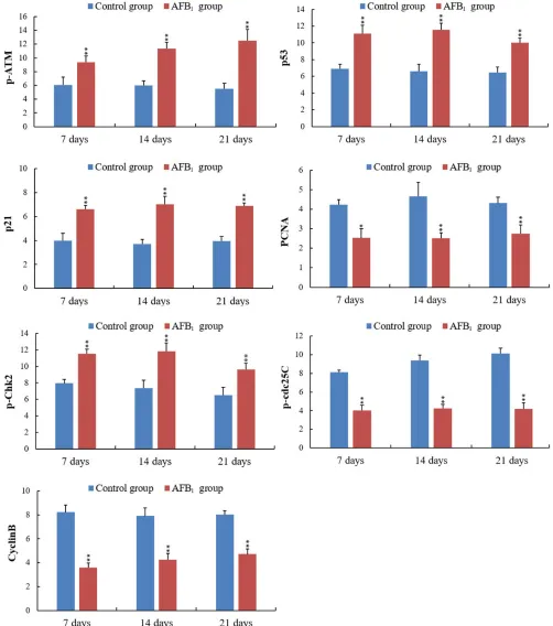 Figure 6: Integrated optical density (IOD) of p-ATM, p53, p21, PCNA, p-Chk2, p-cdc25C and CyclinB protein expression in the jejunum