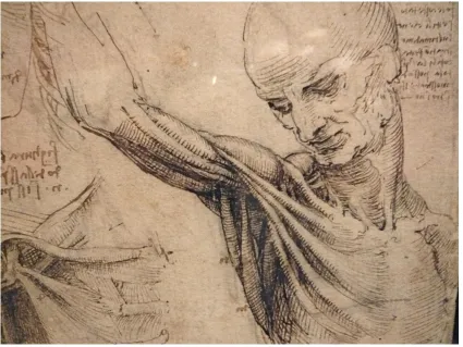 Figure 5 Leonardo da Vinci c1510-11 The Muscles of the Shoulder (detail) Royal 