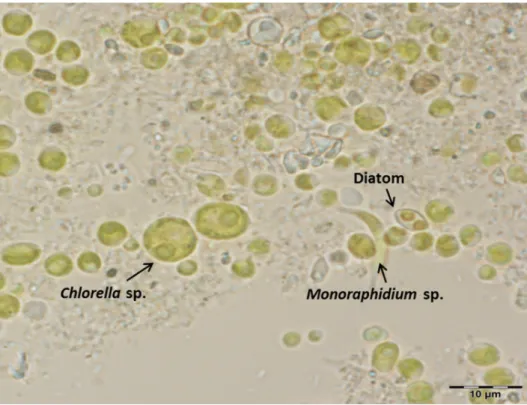 Fig. 1. Microscopic image of microalgal biomass, mainly composed by Chlorella sp. although  Monoraphidium sp