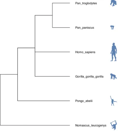 Figure 2. Species taxonomy tree obtained using example 3.