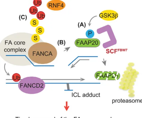 Figure 7: Model depicting the role of FbW7 in regulating the FA pathway. The FA core complex needs to be removed from FANCA in the absence of FAAP20 leads to SUMO-dependent degradation mediated by STUbL RNF4, destabilizing the FA core complex